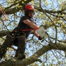 Nene Valley Tree Services Ltd - Andy Chainsaws branch Up a tree   clear image- For Web
