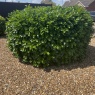 MRB Gardening