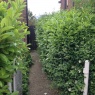 MRB Gardening - IMG 1751.JPG
