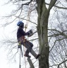 Woodcraft Tree Services