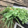 Pristine Gutters - Gutter Growth