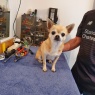 TV Repairs (Solutions) Peterborough - My workshop helper