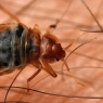 Fen Pest - Bedbug