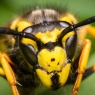 Fen Pest - Wasp