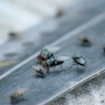 Fen Pest - Flies