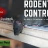Fen Pest - Rats, Mice & Squirrels