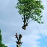 Doctor Tree Ltd - Start of a tree removal