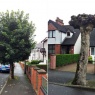 Doctor Tree Ltd - Before & After: Tree Pollarding