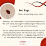 Anglian Pest Control - Info on bed bugs
