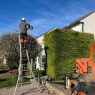 Willow Tree Services - Willow Tree Services - pruning