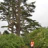 Willow Tree Services