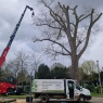 Willow Tree Services - Willow Tree Services - no tree too tall!