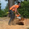Willow Tree Services