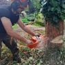 Willow Tree Services