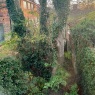 Willow Tree Services - Willow Tree Services - garden transformation (before)