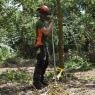 Willow Tree Services