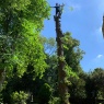Willow Tree Services
