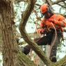 Willow Tree Services
