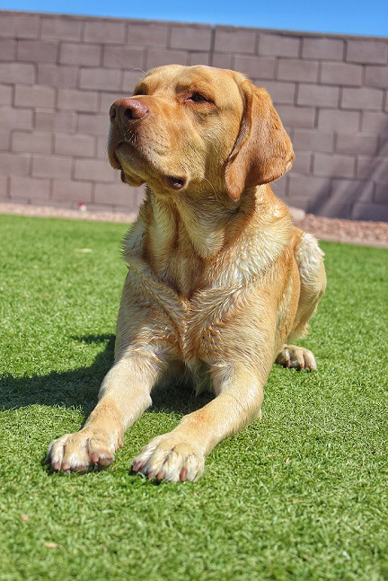 dog on grass