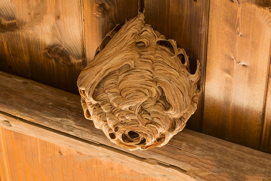 Wasp Nest Pest Controller Peterborough